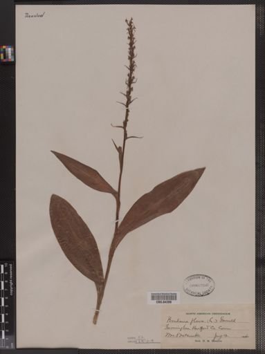 Platanthera flava