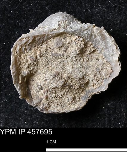 Helaspis sp.