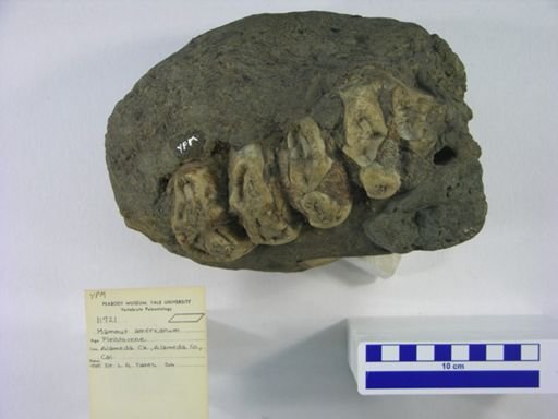 Mammut americanum