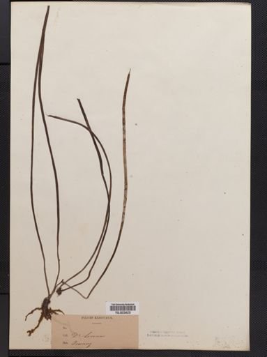 Vittaria
