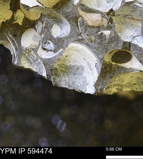 Protocardia sp.