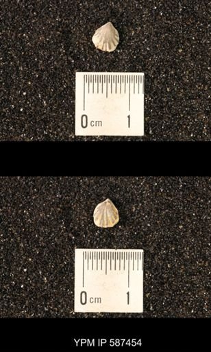 Camarotoechia whitei