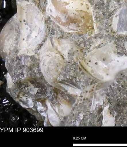 Corbulamella sp.