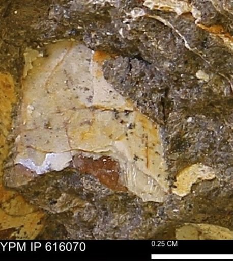 undet. Bivalvia