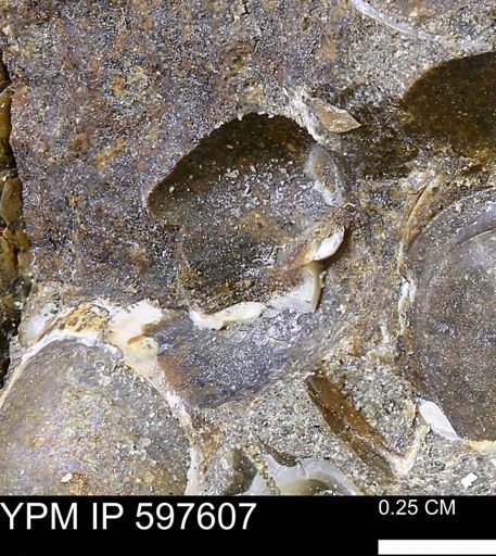 undet. Bivalvia