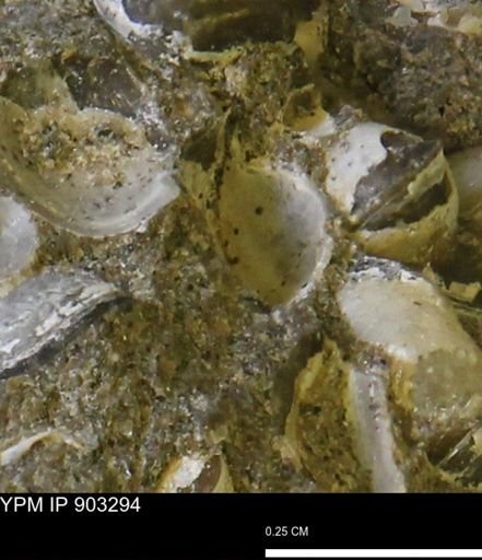 Corbulamella sp.