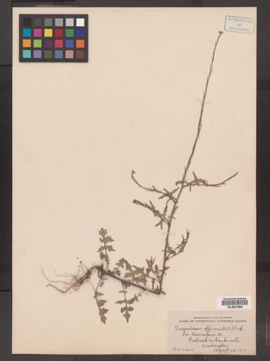 Sisymbrium officinale