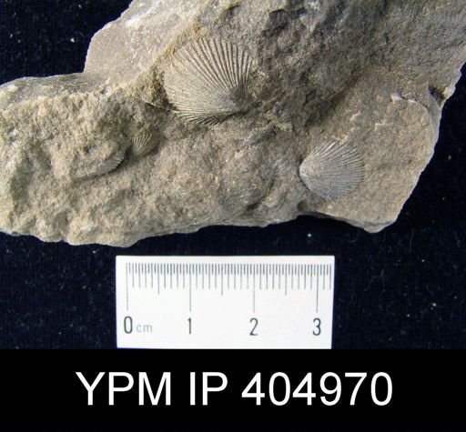 Schuchertella sp.