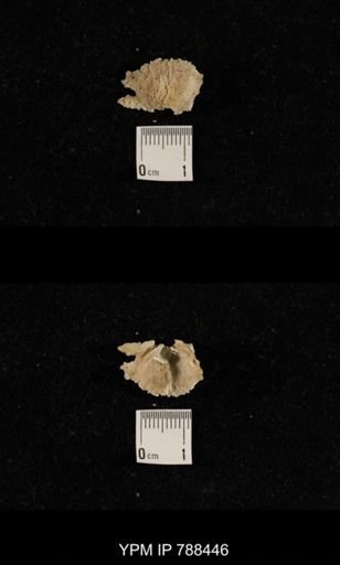 undet. Brachiopoda