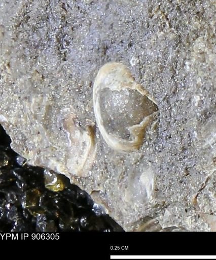 Corbulamella gregaria
