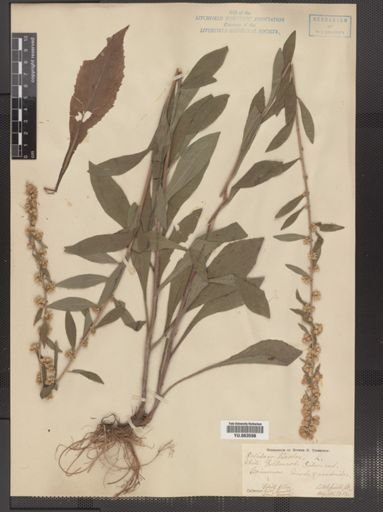 Solidago bicolor