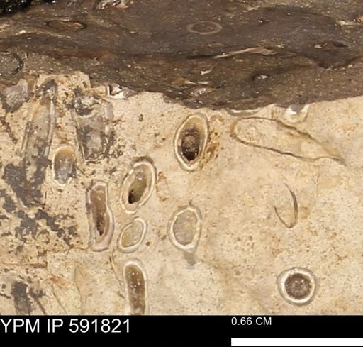 Serpulidae