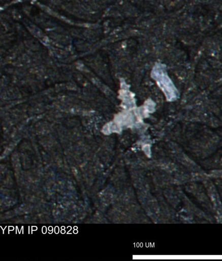 undet. Porifera