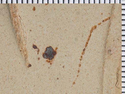 undet. Insecta