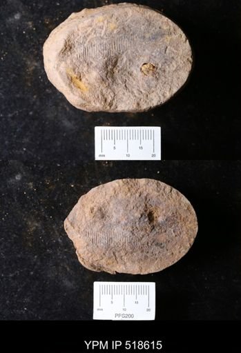 undet. Brachiopoda