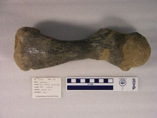Testudinata