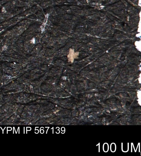 undet. Porifera