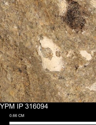 undet. Mollusca