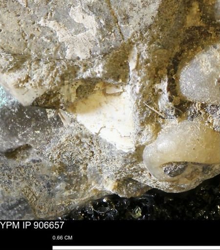 undet. Mollusca