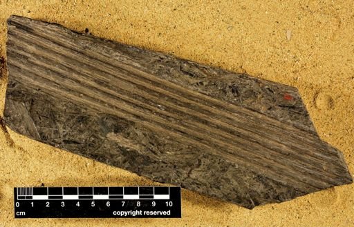 Sigillaria striata