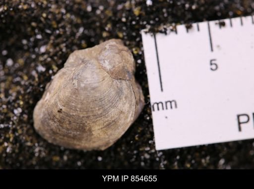 Limopsis striatopunctatus