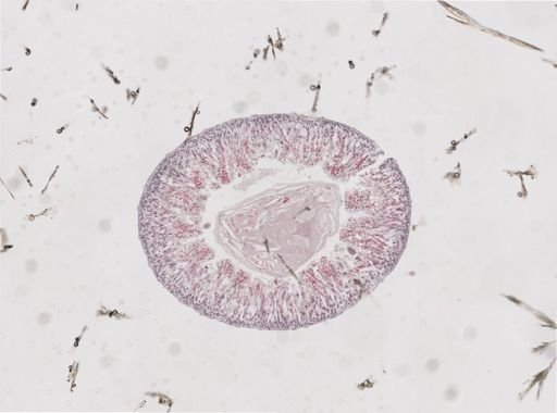Lithobius forficatus