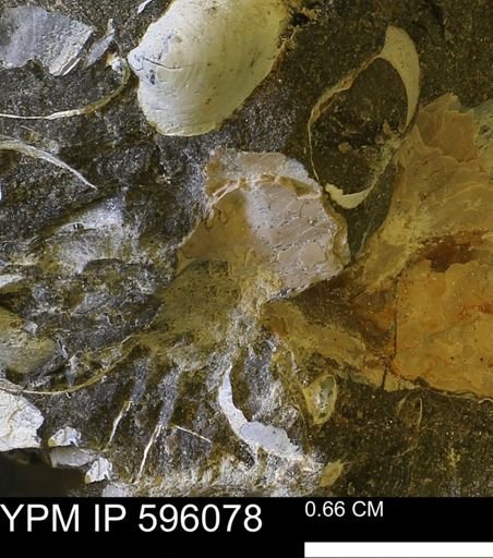 Hoploscaphites sp.