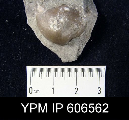 Leptaena nitens