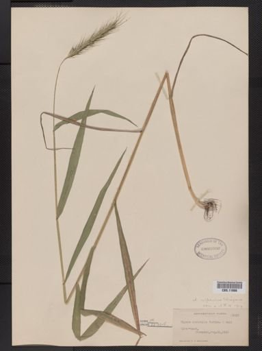 Elymus riparius