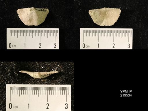 Chonetes granulifer