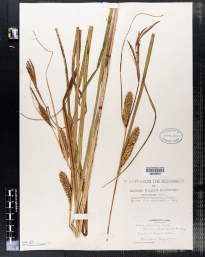 Carex rostrata