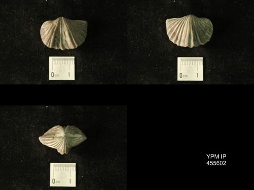Platystrophia laticosta