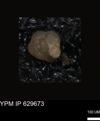 undet. Foraminiferida