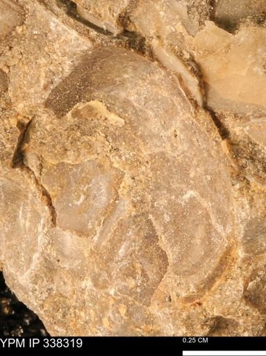 Protocardia subquadrata
