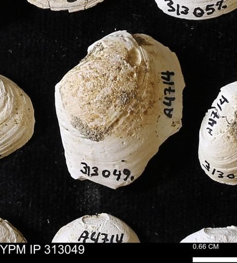 Corbicula