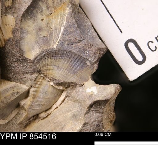 Parallelodon sp.