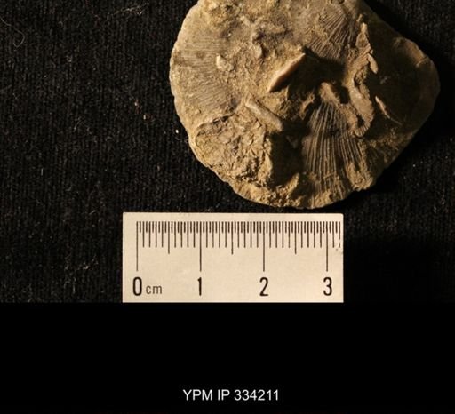 Agelacrinites pileus