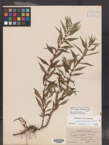 Lycopus americanus