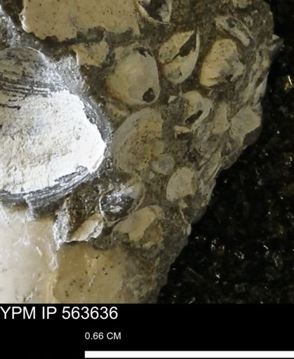 Limopsis striatopunctatus