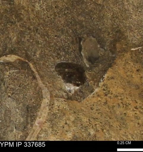 undet. Mollusca