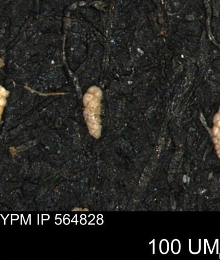 Verneuilinoides kansasensis