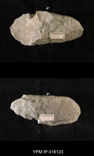 Tetradium sp.