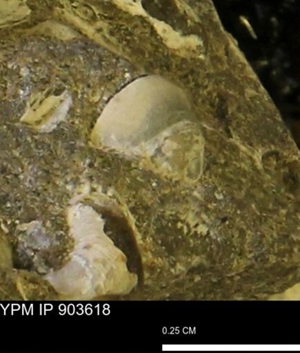 undet. Mollusca