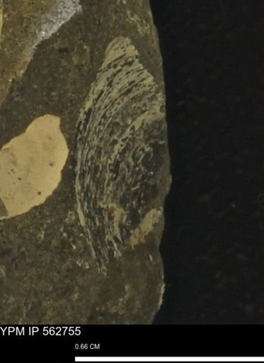 undet. Bivalvia