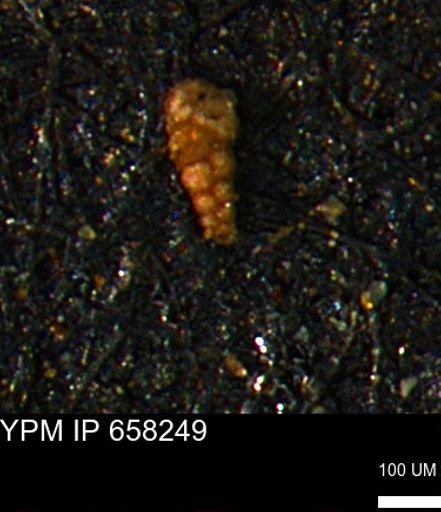 Verneuilinoides kansasensis