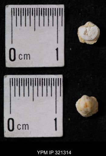 Ambocoelia umbonata