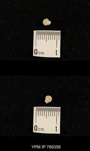 undet. Bryozoa