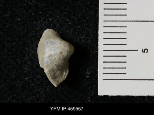 Wellerella
