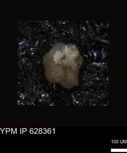 undet. Foraminiferida