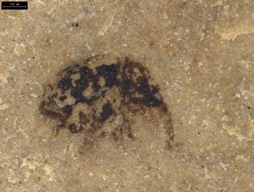 Curculionidae